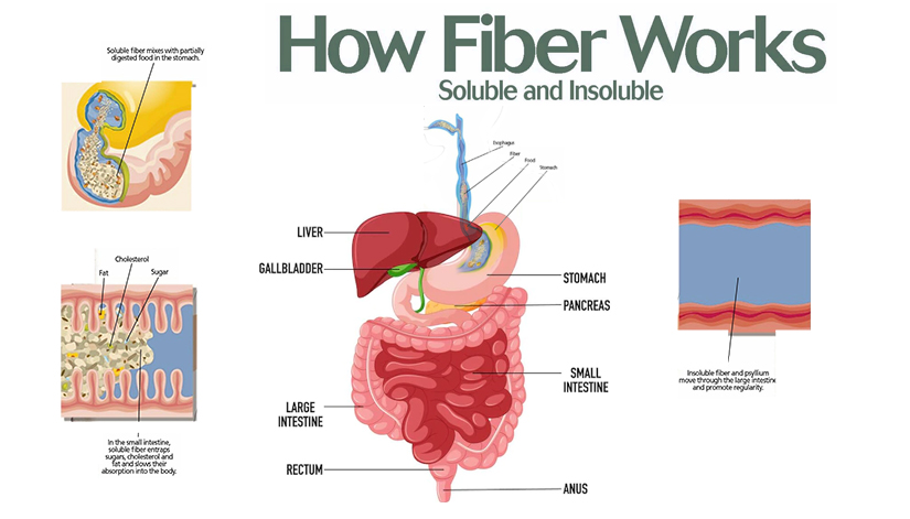 What-is-fiber-and-how-is-it-beneficial